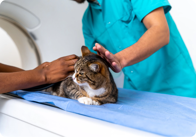 Atendimento para pets silvestres e exóticos